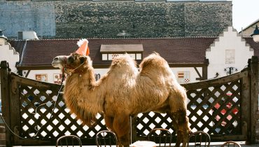 Wilco – „Wilco (The Album)”