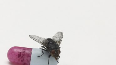 Red Hot Chili Peppers – „I`m With You”