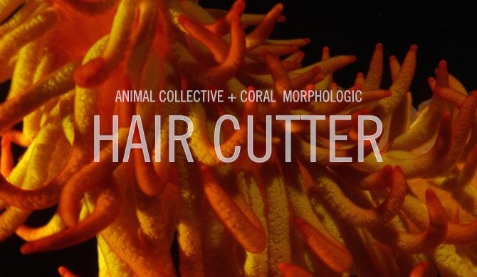 Animal Collective zapowiadają nowy album