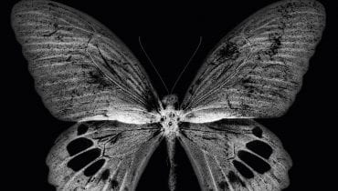 Jamal – „Czarny motyl” (recenzja)