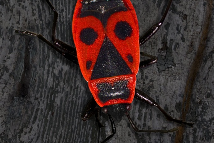 Luxtopreda kolejne dwa utwory z płyty „Robaki”