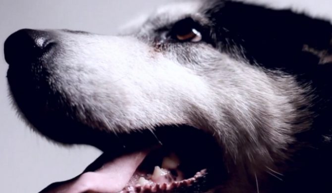 Bisz – „Indygo” (video)