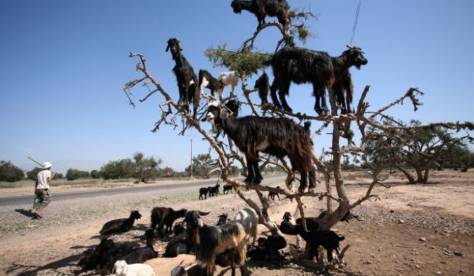 Skrzyżowanie Kultur: nie tylko muzyka