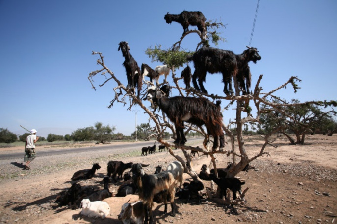 Skrzyżowanie Kultur: nie tylko muzyka