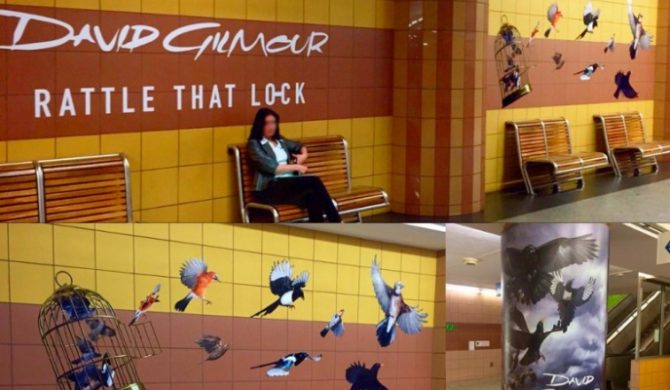 Ptaki w warszawskim metrze. Hitchcock? Nie, to nowy Gilmour